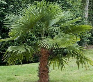 MRAZU ODOLNÁ PALM Trachycarpus fortunei SEEDENIE Drsňák Fortunego